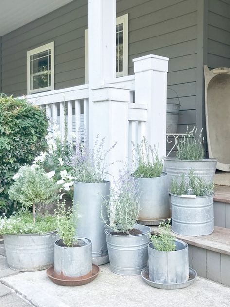 Little Farmstead: Vintage Galvanized Planters (Buckets) on our Farmhouse Porch... Metal Buckets, Farmhouse Porch Decor, Galvanized Planters, Porch Remodel, Modern Front Yard, نباتات منزلية, Summer Front Porches, Farmhouse Landscaping, Farmhouse Front Porches