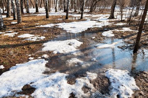 Melting Snow, Spring Snow, Birch Forest, Snow Melting, Spring Aesthetic, School Age, Early Spring, Mother Nature, Forest