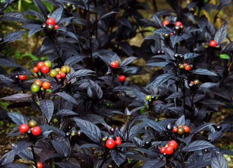 Black Pearl Pepper Plant, Black Plants, Pepper Plant, Hot Pepper Seeds, Amazing Trees, Earthly Delights, Rare Seeds, Purple Plants, Border Plants