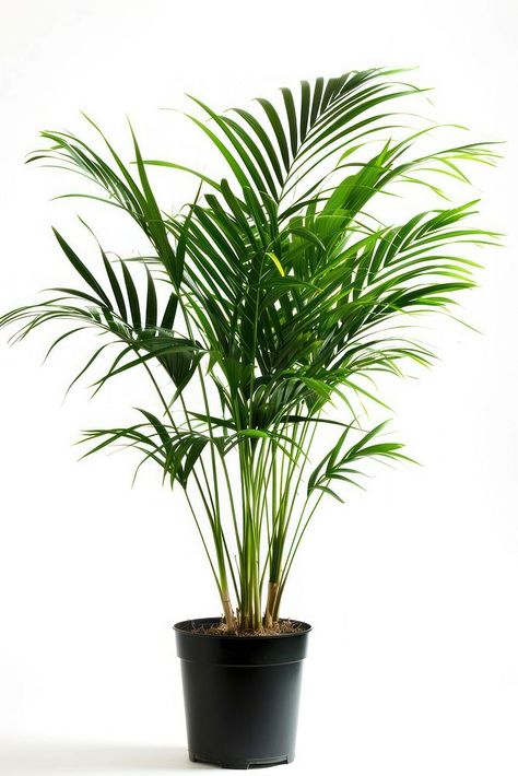 Vibrant indoor potted palm plant | free image by rawpixel.com / Boom Palm Leaf Plant, Palm Tree Plant, Artificial Plants Indoor, Plant Indoor, Palm Plant, Plant Tree, Hand Drawn Flowers, Plant Illustration, Tree Leaves