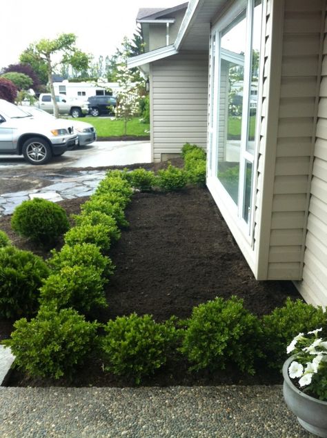 love the border Boxwoods Around Patio, Boxwood Walkway Pathways, Front Yard Boxwood Hedge, Green Velvet Boxwood Front Yards, Boxwood In Front Of House, Boxwoods And Roses Front Of House, Front Yard Landscaping With Boxwoods, Boxwood On Slope, Simple Boxwood Landscaping Front Yard