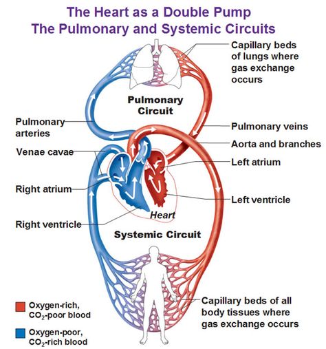 Blood Circulation Diagram, Double Circulation, Heart Blood Flow, Human Anatomy Chart, Human Body Vocabulary, Cardiac Anatomy, Human Circulatory System, Heart Circulation, Medical Terminology Study