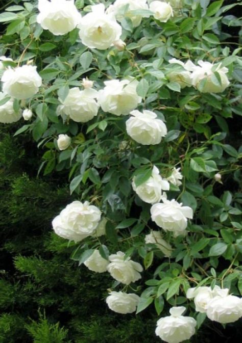 White Iceberg Rose Iceberg Climbing Rose, Iceberg Roses, White Climbing Roses, Moon Garden, Have Inspiration, Climbing Roses, White Gardens, Dream Garden, Love Flowers