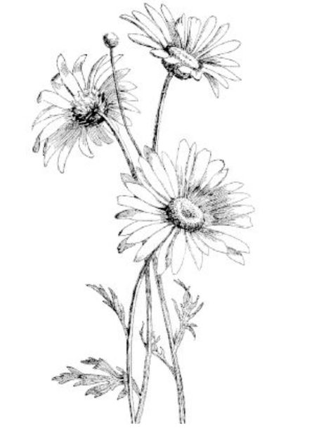 Drawing Daisy, Daisy Flower Drawing, Daisy Leaves, Drawn Daisy, Daisy Drawing, Flower Tattoo Drawings, Daisy Tattoo, Flowers Drawing, Daisy Painting