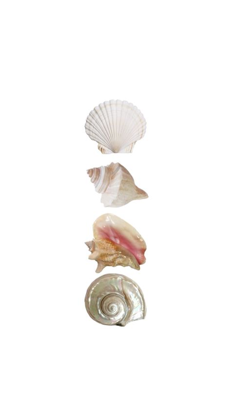 #shells #summer #wallpaper #lockscreen Beach Lockscreen, Summer Wallpaper Phone, Pink Wallpaper Laptop, White Shells, Wallpaper Beach, Cute Summer Wallpapers, Iphone Wallpaper App, Iphone Wallpaper Photos, Shell Beach