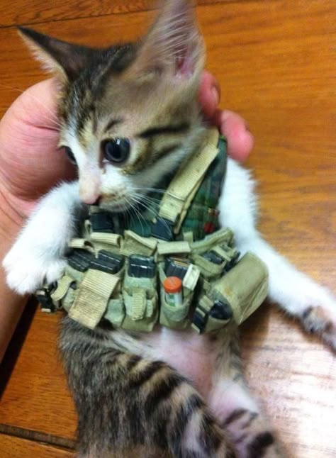 "Tactical Tabby" All Geared Up Wojskowy Humor, Cod Memes, First Day Of Work, Silly Cats Pictures, Silly Animals, Cat Aesthetic, Funny Cute Cats, Silly Cats, Pretty Cats