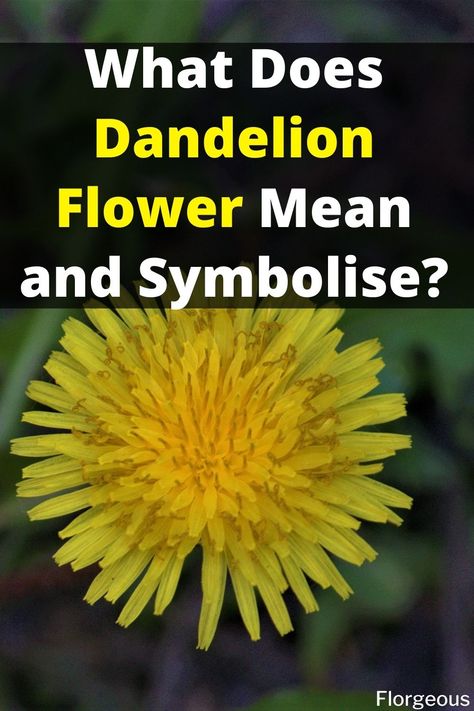 Dandelion Flower Dandelion Meaning Witchcraft, Dandelion Meaning Quote, Pictures Of Dandelions, Tattoos Dandelion Meaning, Felt Dandelion Flower, Meaning Of Dandelion, Dandelion Spiritual Meaning, Dandelion Symbolism, Dandelion Flower Meaning