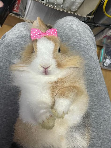 cute bunny ideas summer pink bow pretty beautiful funny #summer #bunny #lionhead #ideas #influence #cutie #beautiful Lion Head Bunny, Fluffy Bunny, Lion Head, Happy Animals, Pink Bow, Cute Bunny, Lion, Cute Animals, Pink