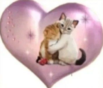 Silly Cats Pictures, Silly Images, Love My Boyfriend, Silly Animals, Silly Pictures, Silly Cats, Cat Pics, Reaction Pictures, A Heart