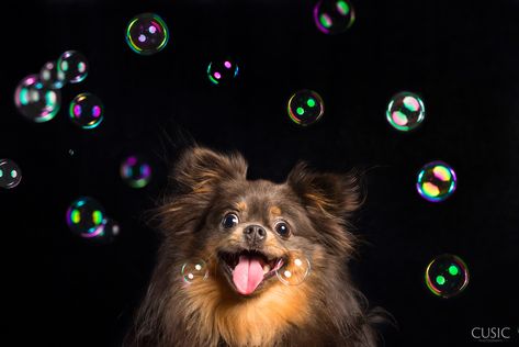 Dog photo shoot with bubbles at Candice C. Cusic photo studio in West Town Chicago. Dog Photography Indoor, Dog Photography Ideas Creative, Family Photos With Pets, Dog Photography Creative, Dog Photoshoot Ideas, Dog Mural, Photos With Pets, Dog Photo Shoot, Puppy Photoshoot