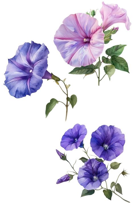 Morning Glory Watercolor Paintings, Watercolor Morning Glory, Morning Glory Flowers Drawing, Watercolor Botanical Flowers, Flower Morning Glory, Black And White Photography Portraits, Flower Reference, Flower Graphics, Morning Glory Flowers