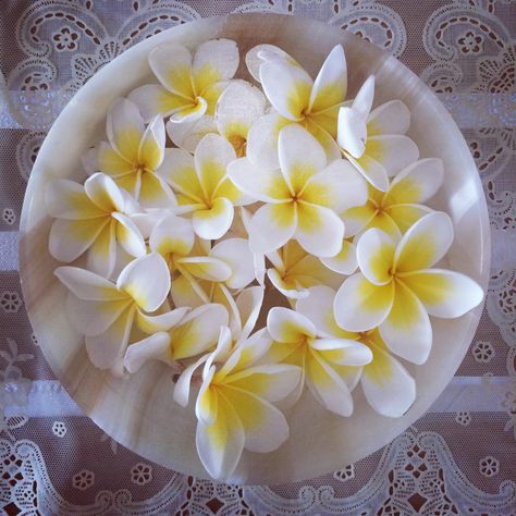 Indian Jasmine in a water bath Indian Jasmine Flower, Jasmine Bouquet, Indian Jasmine, Pinterest Wedding, Jasmine Flower, Nature Images, Flowers Photography, My Pinterest, Pretty Flowers