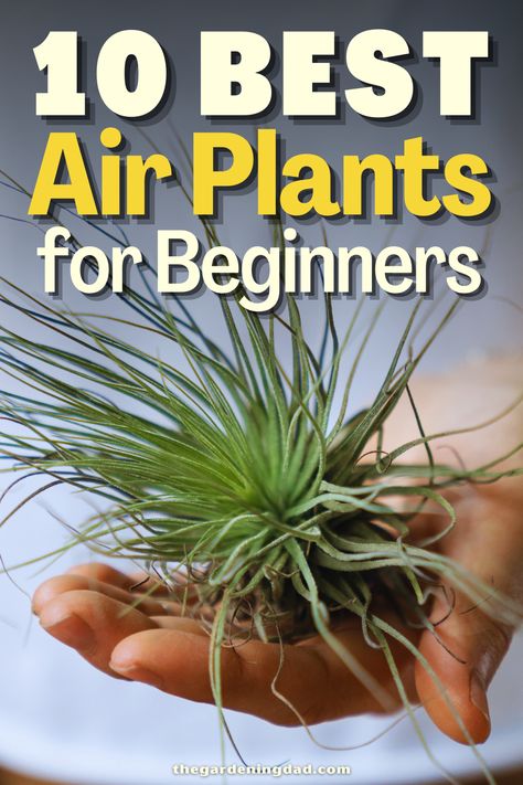 Do you want to start growing Air Plants? Follow this link to learn more about the best air plants to start growing for beginners. #Thegardeningdad #airplants #garden Air Fern, Plants For Beginners, Grow Garden, Air Plants Care, Gardening Diy, Air Plants, Plant Care, How To Grow, Diy Garden