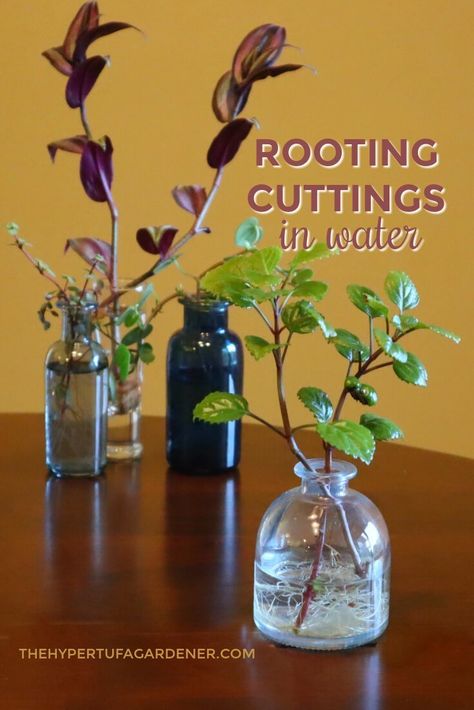 Rooting Cuttings In Water – How Soon Into Soil? Propagating Roses, Indoor Gardening Supplies, Lucky Plant, Succulent Gardening, Indoor Gardens, Master Gardener, Drought Tolerant Plants, Plant Cuttings, Propagating Plants