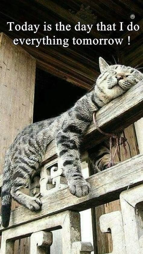 Top 25 Memes of The Week - Cheezburger Users Edition #180 Cat Photography, Cat Quotes, Funny Cat Memes, Cat Sleeping, Cat Accessories, Cute Cats And Dogs, Tabby Cat, Memes Funny, Beautiful Cats