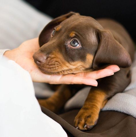 Puppy Dog Eyes People, Dog Covering Nose With Paws, Dog Crying, Puppy Crate, Sleeping Alone, Puppy Friends, Puppy Eyes Please Meme, I Pick, Cute Puppy Meme