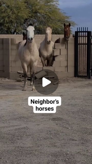 Alternative Horsemanship™ | Horses...  Luckily, none were hurt.  #alternativehorsemanship #horses #horse #animal #sillyhorse | Instagram Funny Horses Videos Hilarious, Horses Astethic, Freisen Horses, Cool Horses, Funny Horses Videos, Horse Fails, Unusual Horse, Funny Horse Pictures, Funny Horse Videos