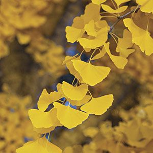 Autumn Gold Flowers Gingko Tree, Maidenhair Tree, Ginko Biloba, Trees Autumn, Revelation 22, Ginkgo Tree, Gingko Leaves, Fall Tree, Ginkgo Biloba