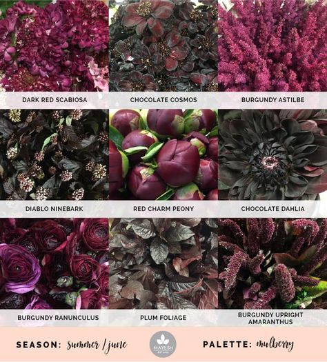 Burgundy Astilbe, Diablo Ninebark, Mayesh Cooler Picks, Burgundy Ranunculus, Dark Red Flowers, White Clematis, Chocolate Cosmos, Flower Chart, Goth Garden