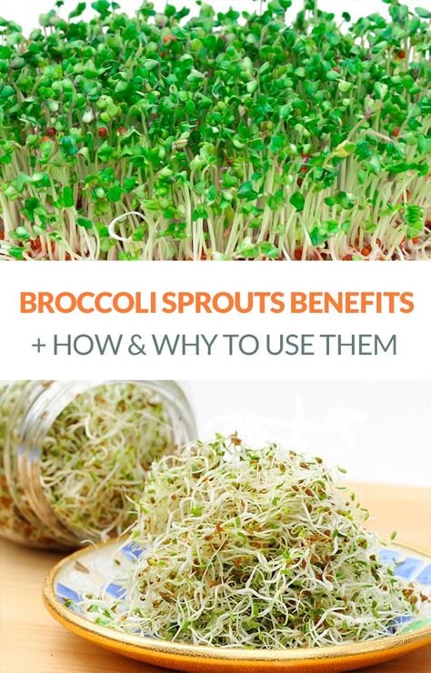 The Amazing Broccoli Sprouts Benefits & How To Use Them #broccolisprouts #nutrition #broccoli #nutrients Broccoli Sprouts Benefits, Sprouts Benefits, Tomato Nutrition, Calendula Benefits, Fruit Health Benefits, Broccoli Sprouts, Matcha Benefits, Lemon Benefits, Coconut Health Benefits