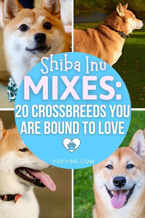 Shiba Inu Mix, Pugs For Sale, Maltese Mix, Designer Dogs, Corgi Mix, Beagle Mix, Breed Dogs, Husky Mix, Miniature Pinscher