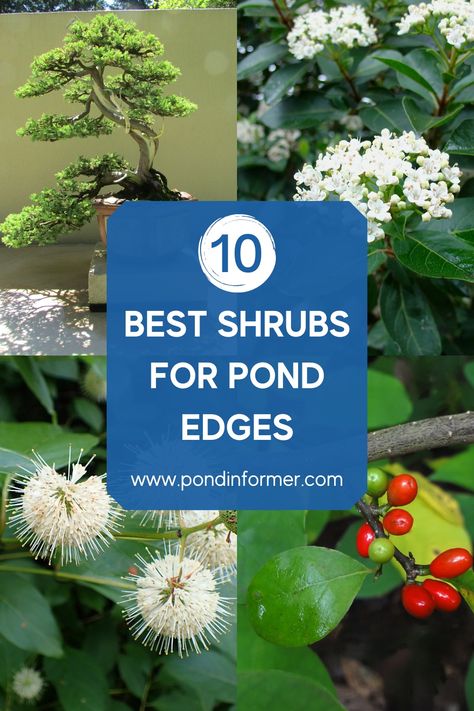 Guide to 10 of the best shrubs for pond edges, their benefits, native regions, and how to plant & care for them. Pond Edging, Boarder Plants, Pond Trees, Garden Pools, Moss Gardens, Native Plant Landscape, Shrubs For Landscaping, Retention Pond, Pond Garden