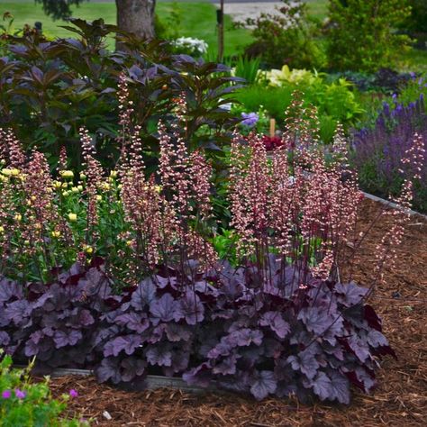 Coral Bells Plant, Coral Bells Heuchera, Spring Hill Nursery, Coral Bells, Gardening Trends, Woodland Garden, Flower Bed, Perennial Plants, Shade Garden