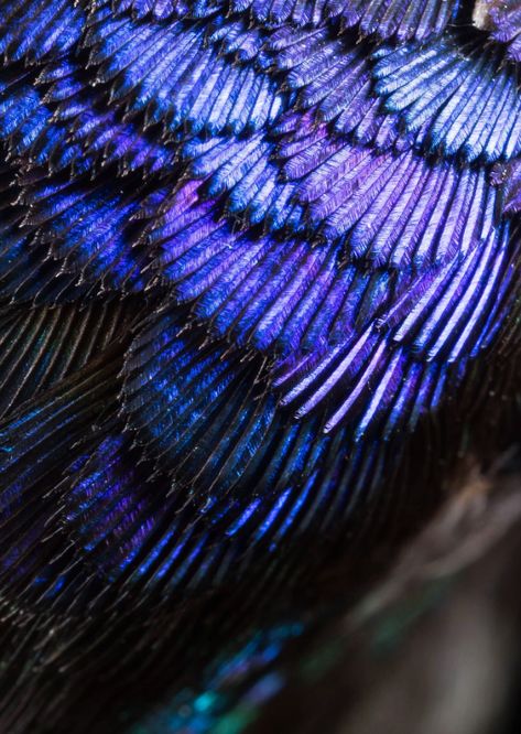 If you’ve ever looked closely at a hummingbird’s feathers, you may have noticed the shimmering colors that seem to shift with your point of view. What you’re seeing is a phenomenon scientists call iridescence. Hummingbird Feathers Close Up, Hummingbird Close Up, Feathers Close Up, Bugatti Mistral, Hummingbird Feather, Hummingbird Wings, Iridescent Wings, Sketch Practice, Field Museum