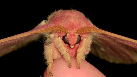 Saturniidae Moth, Rosy Maple Moth, Cute Moth, Magical Girl Aesthetic, Moth Art, Ecuador, Art Pictures, Moth, Bugs