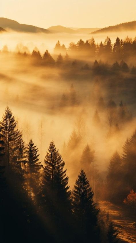 Foggy Fall Morning1 Golden sunrise over a misty forest, with rays of light filtering through pine trees in a mountainous landscape. | Sky Rye Design Photo Wallpaper Bedroom, Foggy Fall, Autumn Phone Wallpaper, Fall Wallpapers, Autumn Palette, Fall Landscape Photography, Nature Autumn, Free Nature, Nature Wallpapers