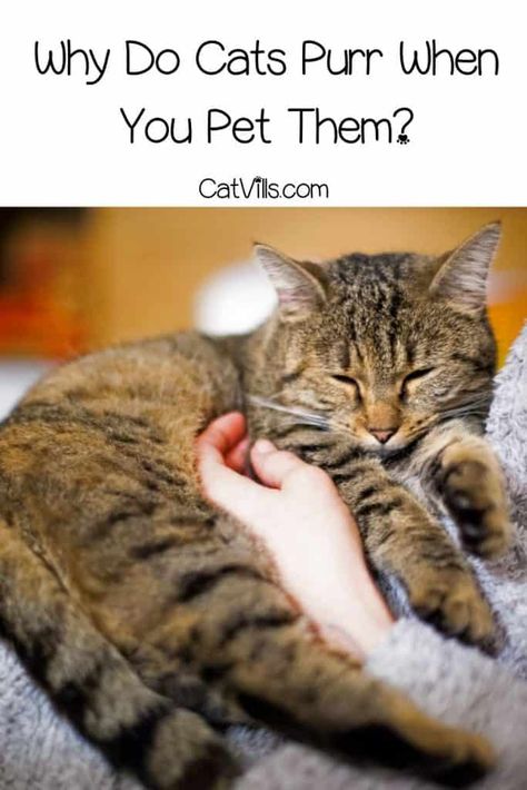 Why Do Cats Purr When You Pet Them? (7 Reasons) Kitten Ideas, Why Do Cats Purr, Purring Cat, Cat Purr, Newborn Kittens, Cat Happy, Mother Cat, Sugar Gliders, Tuxedo Cats