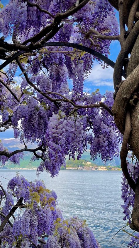 Wisteria Tree Landscape, Wisteria Tree Aesthetic, Wisteria Flower Aesthetic, Wisteria Aesthetic, Purple Wisteria Tree, Weeping Trees, Wisteria Tree, Purple Wisteria, Very Beautiful Flowers