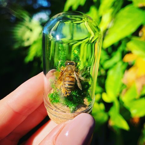 Honeybee honeys! This batch is almost sold out, but dm me on Instagram to get in on the next batch of these bee sweeties! Real naturally deceased honeybee taxidermy mounts in glass domes. 🐝🐝🐝🐝 Glass Dome Taxidermy, Bee Taxidermy Art, Bee House Decor, Insect Taxidermy Art, Pinning Insects, Bee Taxidermy, Taxidermy Bugs, Diaphonized Specimens, Kai Core