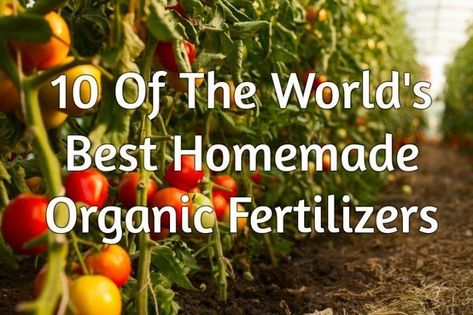 10 Of The World's Best Homemade Organic Fertilizers Tomatoes Growing, Tomato Fertilizer, Rose Fertilizer, Growing Organic Tomatoes, Straw Bale Gardening, Natural Fertilizer, Organic Tomatoes, Fertilizer For Plants, Homestead Survival