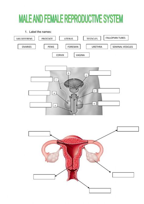 Reproductive System Activities, Reproductive System Worksheet, Female Reproductive Anatomy, Math Minutes, Proper Nouns Worksheet, The Female Reproductive System, Classroom Preparation, Cursive Writing Worksheets, Female Reproductive System