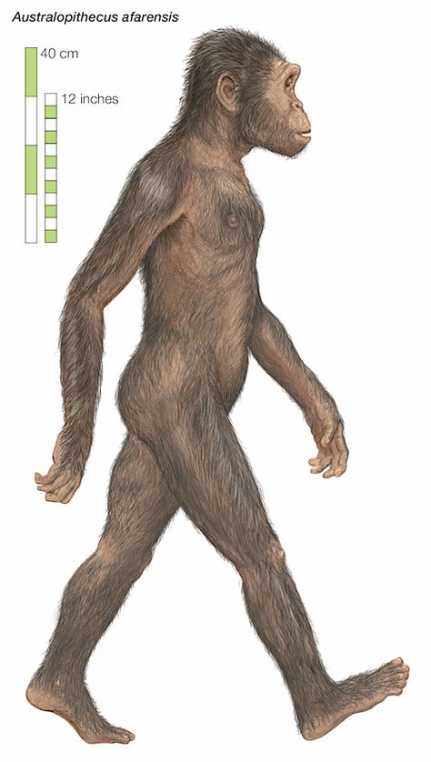 Australopithecus afarensis - Encyclopaedia Britannica Human Evolution Tree, Australopithecus Afarensis, Biological Anthropology, Homo Habilis, Prehistoric Man, Early Humans, Human Evolution, Great Ape, Charles Darwin