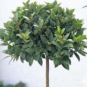 Bay Leaf Plant, Bay Leaf Tree, Laurel Plant, Bay Laurel Tree, Bay Laurel, Laurel Tree, Laurus Nobilis, Bay Tree, Leaf Plant