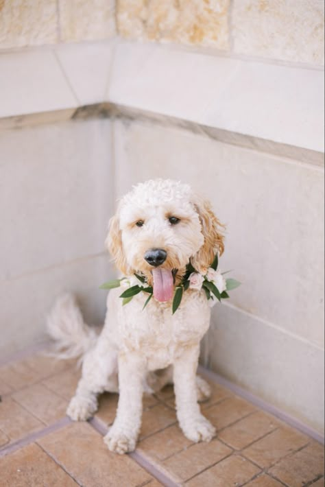 Flower Collar For Dog Wedding, Dog Bridal Collar, Flower Dog Wedding, Baby's Breath Wedding Flowers, Dog Collar Wedding, Baby's Breath Wedding, Flower Dog Collar, Floral Dog Collar, Wedding Dog Collar