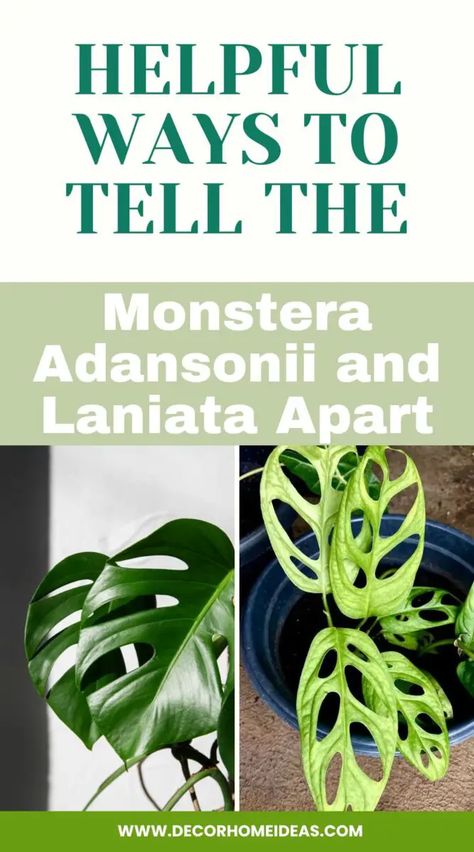 Distinguish between Monstera Adansonii and Laniata plants with these helpful tips. Learn the key characteristics and subtle differences to accurately identify and differentiate between these two popular varieties of Monstera plants. Gardening Storage, Monstera Plants, Monstera Adansonii, Storage Organization Ideas, Rooting Hormone, Swiss Cheese Plant, Cheese Plant, Peat Moss, Monstera Plant