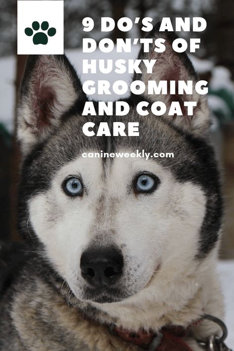 Husky Tips, Husky Care, Husky Tips Pet Care, Owning A Husky, Husky Shedding, Husky Puppy Training, Husky Grooming, Husky Training, Red Siberian Husky