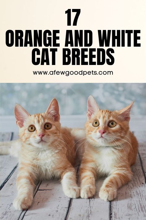 Orange tabbies/orange and white cats are some of the most common cats in the world. The gene that codes for orange color in cats is located in the X chromosome. You might not know this, but the color of a cat’s coat is linked to its personality.  The link between appearance and personality in cats extends to many coat colors and patterns. In the rest of this article, we explore a list of orange and white cat breeds. #catbreeds #petlover #ilovecats #animals #petcats #feline #afewgoodpets Orange Cat Breeds, Orange Persian Cat, White Cat Meme, White Cat Breeds, Cat Breeds List, American Bobtail Cat, Large Cat Breeds, Kitten Breeds, Turkish Angora Cat