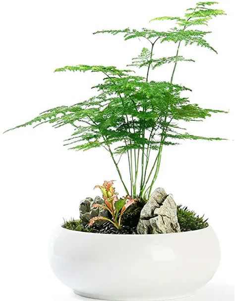 Fern Seeds, Wooden Plant Pots, Creative Planter, Asparagus Fern, Fern Leaf, Garden Bulbs, Fern Plant, Creative Gardening, House Plants Decor