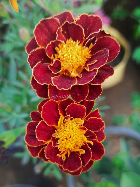 French marigold, Flower, Gendaphool, Marigold flower, Red flower, Marigold, Wallpaper images, Macro photo, Nature photos, HD photos INSTAGRAM:- www.instagram.com/mb.art11 Marigold Reference, Red Marigold Flower, Marigold Mexico, Marigold Wallpaper, Red Marigold, Flower Marigold, African Marigold, French Marigold, Ivy Wall