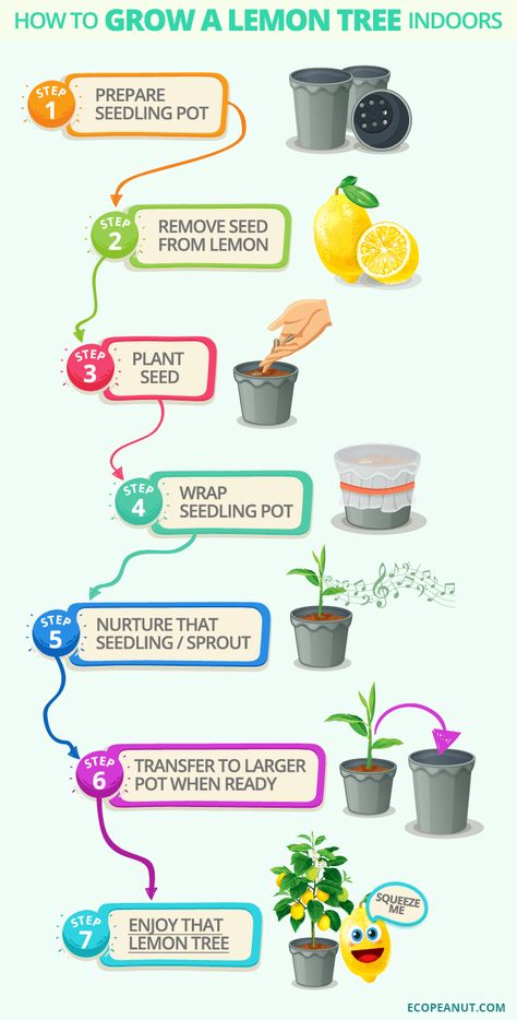 How to grow a lemon tree indoors v1 Lemon Trees In Pots, Lemon Tree Indoors, Citrus Tree Indoor, Indoor Lemon Tree, Lemon Tree From Seed, Trees In Pots, Grow Lemon, Regrow Vegetables, How To Grow Lemon