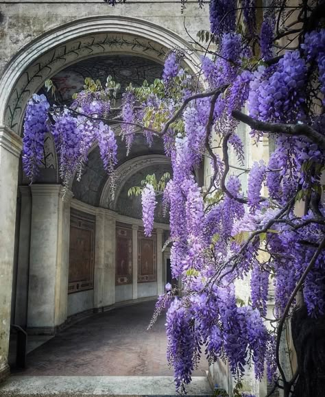 Nature Perspective, Botanic Flowers, Nature Bathroom, Spring Scenes, Gardening Crafts, Wisteria Lane, Royal Purple Color, Wisteria Tree, Purple Wisteria