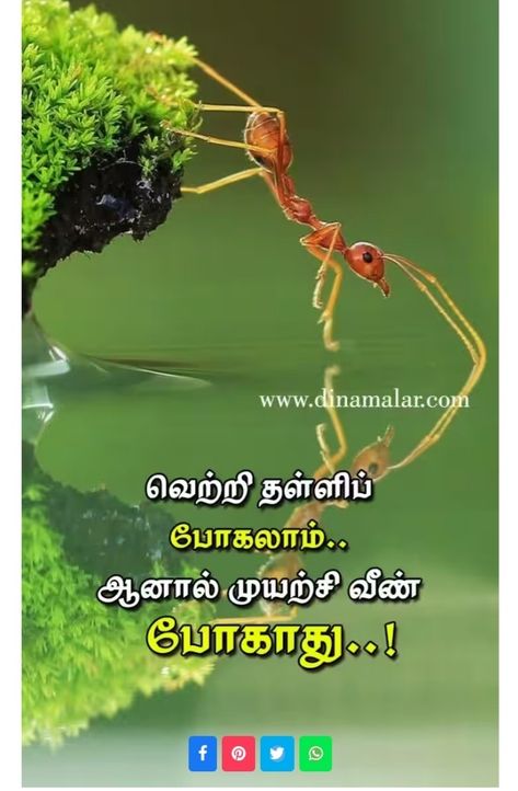 Tamil quotes Tamil Quotes, True Words, Quotes, Quick Saves