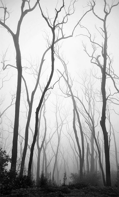 Dead Forest, Haunted Forest, Bare Tree, Foggy Forest, Mystical Forest, The Fog, Dark Forest, White Photography, 그림 그리기