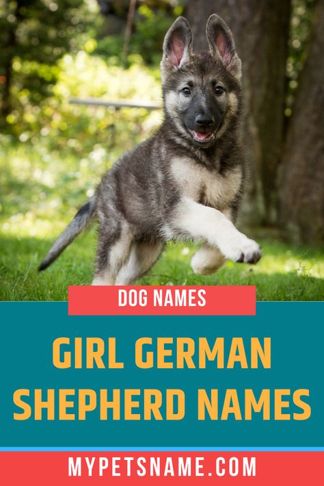 German Shepherd Names Male, Shepherd Coloring Page, Female Pet Names, Girl Pet Names, Girl Dog Names Unique, German Shepherd Colors, Dog Names Unique, Female German Shepherd, German Shepherd Names