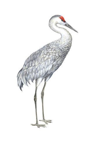 size: 18x12in Art Print: Sandhill Crane (Grus Canadensis), Birds by Encyclopaedia Britannica : Crane Drawing, Sandhill Crane, Bird Poster, Art Print Display, Bird Art Print, Posters And Prints, Bird Art, High Quality Art Prints, Pet Birds