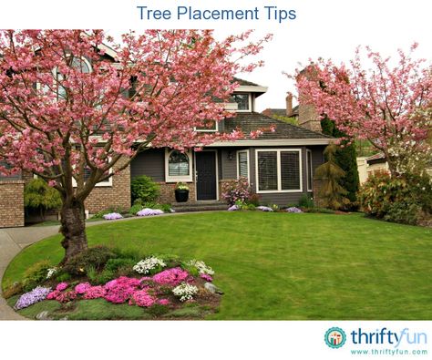 This guide is about tree placement tips. Where trees are planted in your yard can make a big difference in how it looks,  shade issues, and the ease of yard maintenance. Olivier En Pot, Trees For Front Yard, Landscaping Around Trees, Balkon Decor, Dogwood Trees, Low Maintenance Landscaping, Landscaping Tips, Shade Plants, Pretty Plants